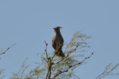 Rhinocrypta lanceolata