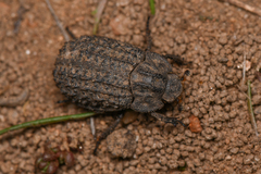 Trox gemmulatus