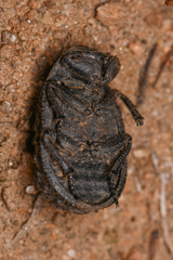 Trox gemmulatus