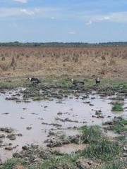Theristicus caudatus caudatus