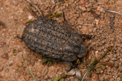 Trox gemmulatus