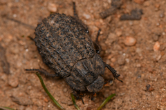 Trox gemmulatus