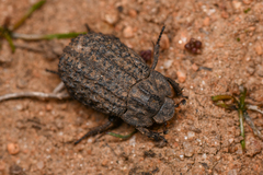 Trox gemmulatus