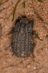 Trox gemmulatus