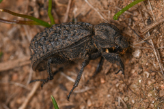 Trox gemmulatus