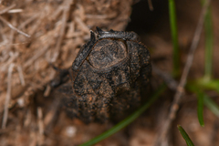 Trox gemmulatus