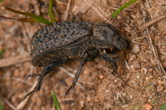 Trox gemmulatus