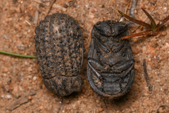 Trox gemmulatus