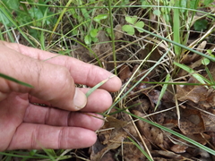 Poa arachnifera