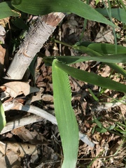 Dichanthelium polyanthes