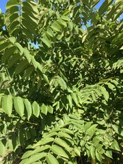 Juglans ailantifolia
