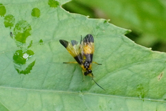 Ptilia peleterii