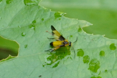 Ptilia peleterii