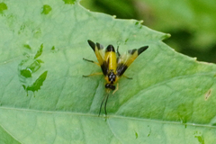 Ptilia peleterii