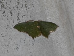 Chloropteryx nordicaria