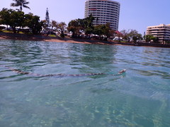 Hydrophis ornatus