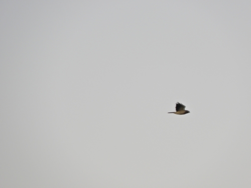 Swainson's Hawk