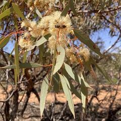 Eucalyptus dumosa