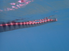 Hydrophis ornatus