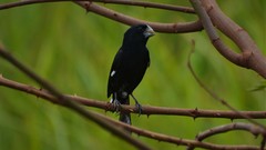 Sporophila maximiliani