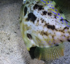 Ourozeuktes bopyroides