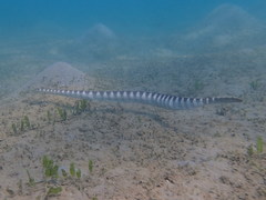 Hydrophis ornatus