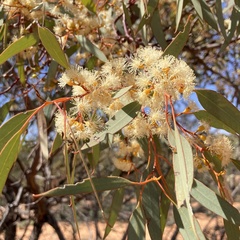 Eucalyptus dumosa