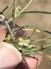 Pectocarya anisocarpa