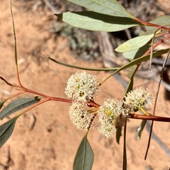 Eucalyptus dumosa