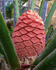 Encephalartos ferox