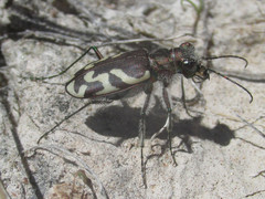 Cicindela tranquebarica kirbyi