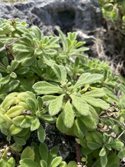 Cyanthillium maritimum