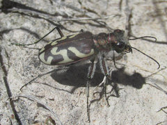 Cicindela tranquebarica kirbyi