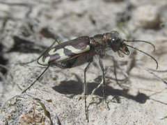 Cicindela tranquebarica kirbyi