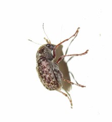 Araecerus