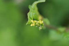 Rorippa cantoniensis