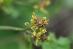 Rorippa cantoniensis