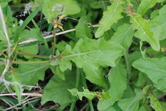 Rorippa cantoniensis