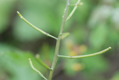 Rorippa cantoniensis