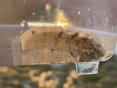 Paraclinus integripinnis