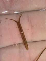 Pentidotea kirchanskii