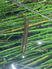 Pentidotea kirchanskii