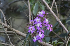 Tibouchina bipenicillata