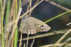 Pampasatyrus gyrtone