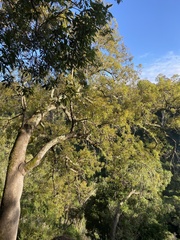 Brachychiton populneus