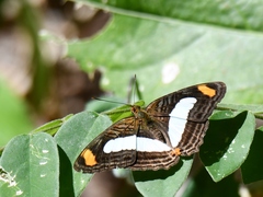 Adelpha iphiclus