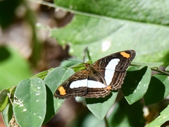 Adelpha iphiclus