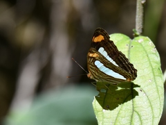 Adelpha iphiclus