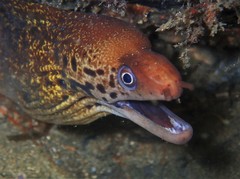 Gymnothorax cribroris