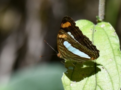 Adelpha iphiclus